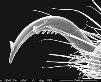 Media type: image;   Invertebrate Zoology 134690